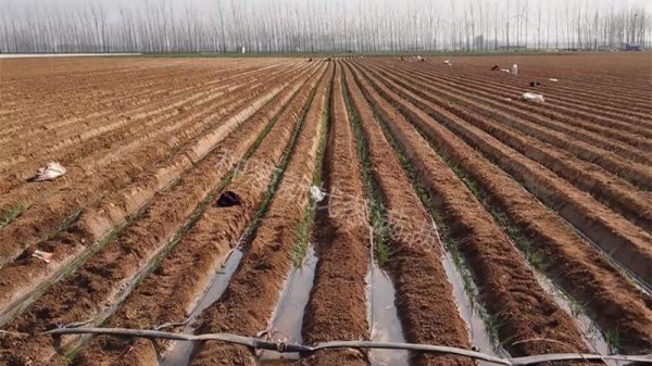 葱上长黑虫密密麻麻的怎么去除