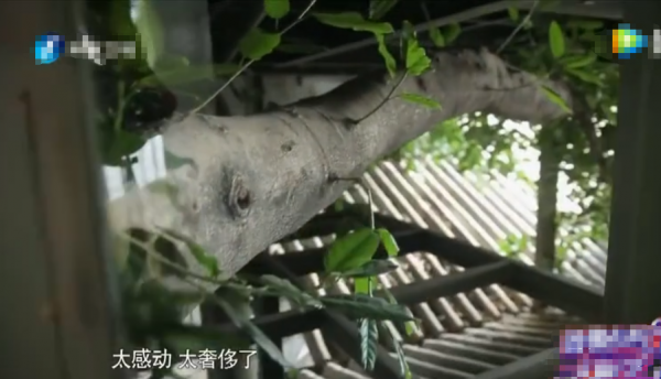 杨丽萍的太阳宫和月亮宫在哪里