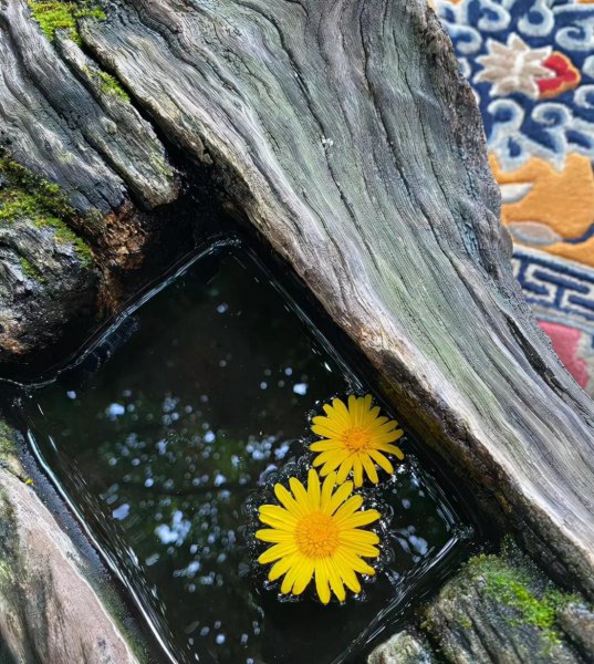 杨丽萍的太阳宫和月亮宫在哪里