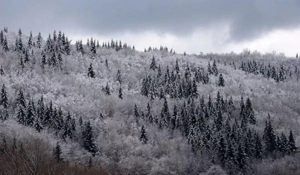 亚寒带针叶林气候特点