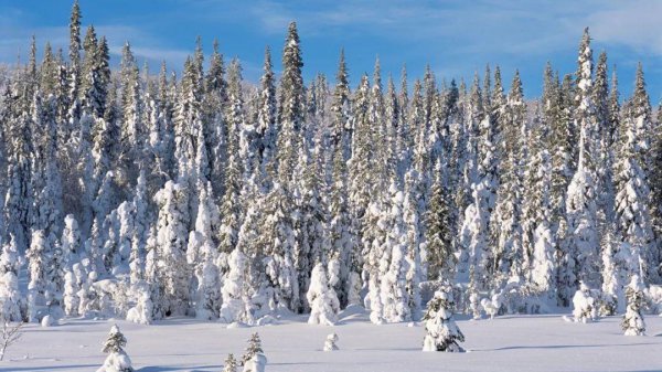 亚寒带针叶林气候特点