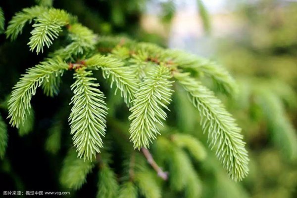 亚寒带针叶林气候特点