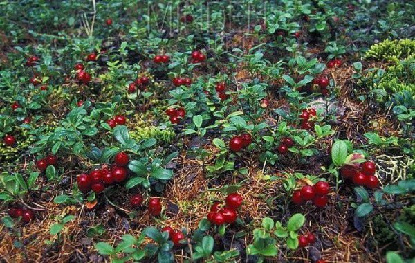 亚寒带针叶林气候特点