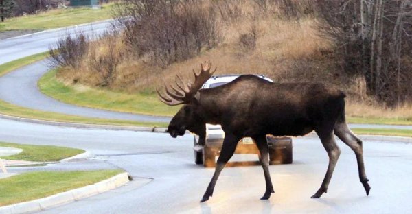 亚寒带针叶林气候特点