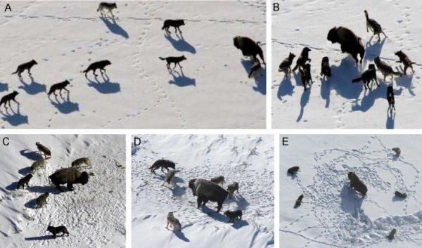 群居动物有哪些