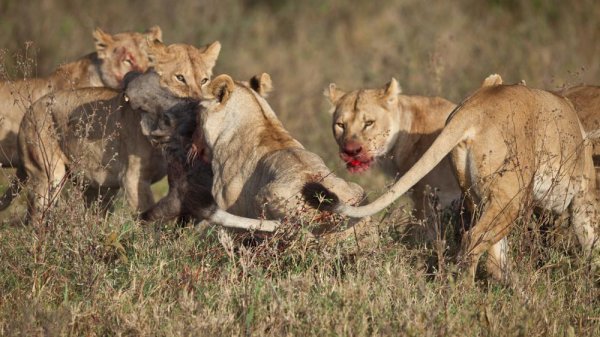 群居动物有哪些