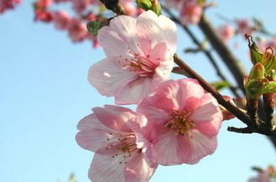 春分三候是什么意思