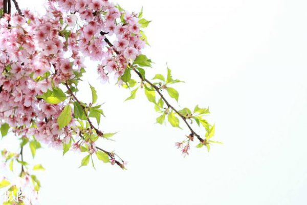 春分三候是什么意思