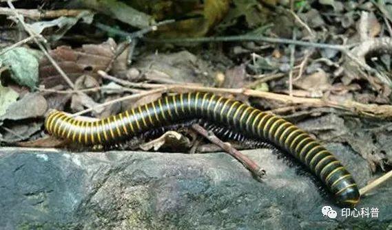 世界上脚最多的动物是谁