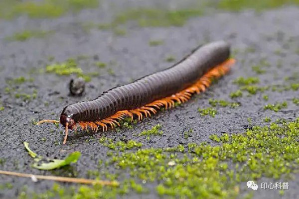 世界上脚最多的动物是谁