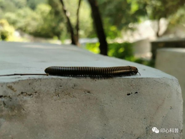 世界上脚最多的动物是谁