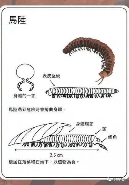 世界上脚最多的动物是谁