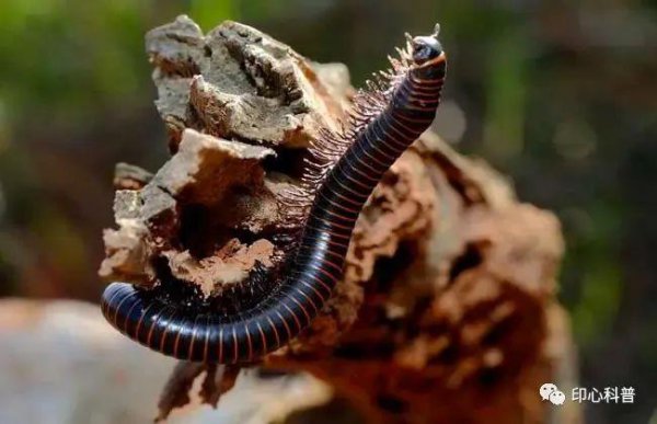 世界上脚最多的动物是谁