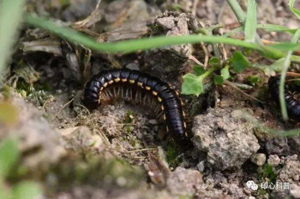 世界上脚最多的动物是谁