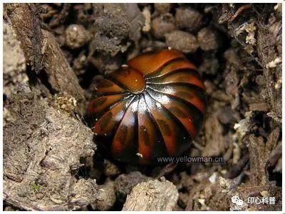 世界上脚最多的动物是谁