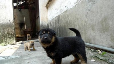 四眼狗是什么品种 四眼土狗是中华田园犬的一个品种