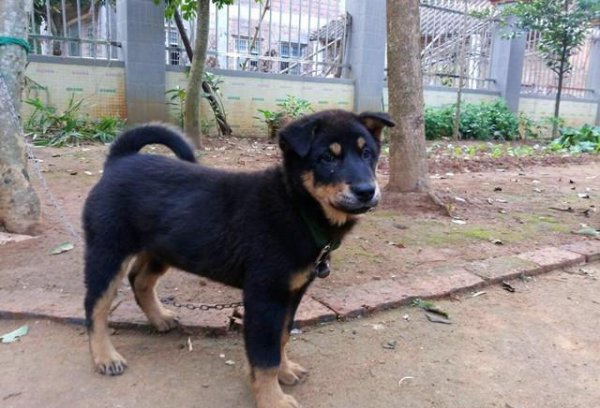 四眼狗是什么品种