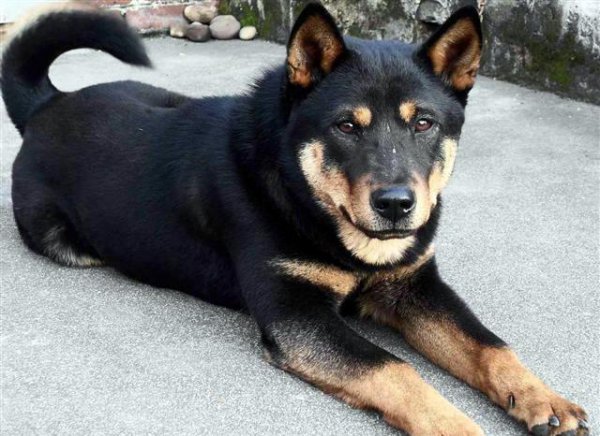 四眼狗是什么品种