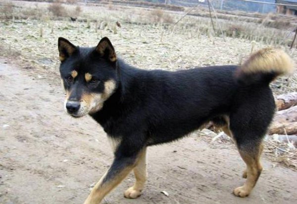 四眼狗是什么品种