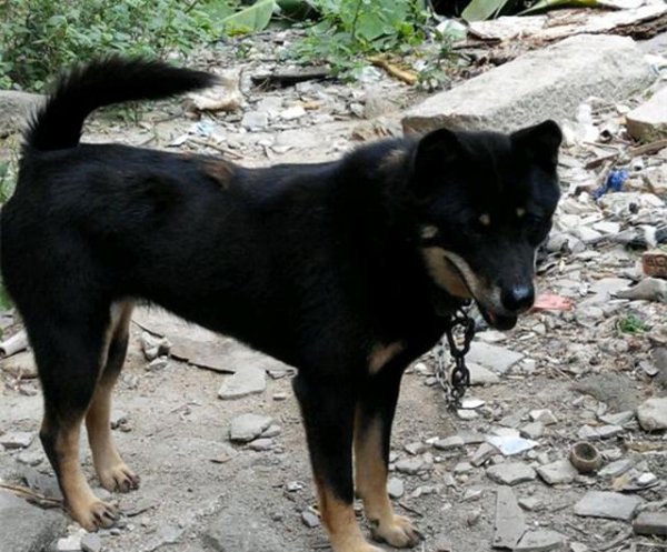 四眼狗是什么品种