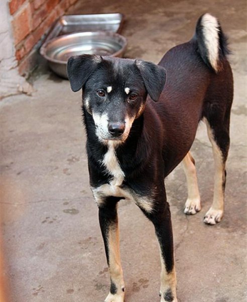 四眼狗是什么品种