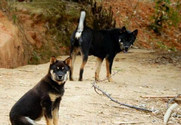 四眼狗是什么品种