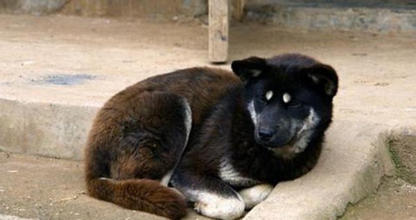 四眼狗是什么品种