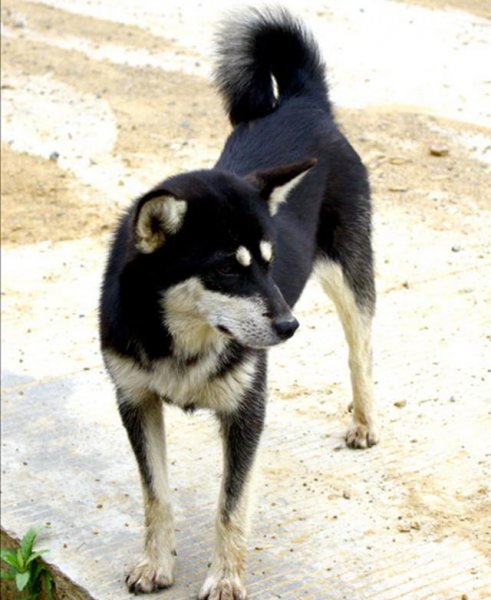 四眼狗是什么品种