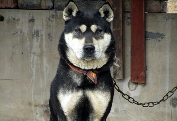 四眼狗是什么品种