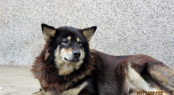 四眼狗是什么品种