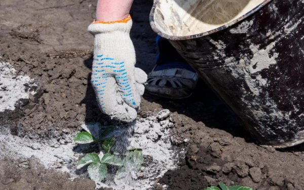 草木灰适合养什么植物