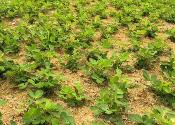 草木灰适合养什么植物