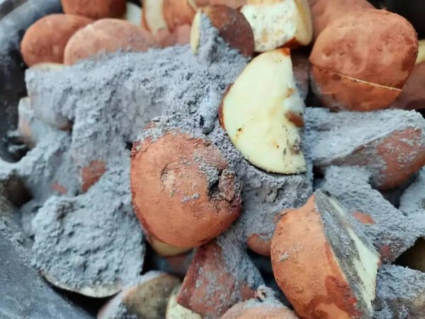 草木灰适合养什么植物