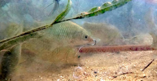 老三样饵料比例搭配