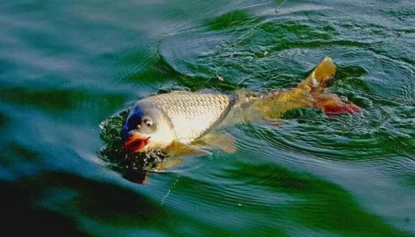 老三样饵料比例搭配