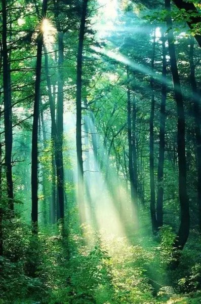 森林报作者想表达什么观点