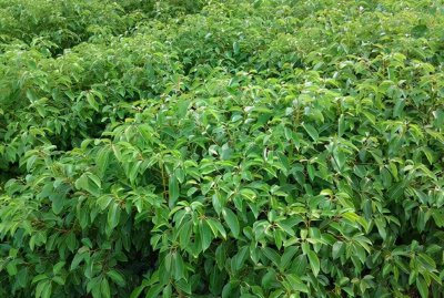 龙脑樟树适合哪些地方种植 龙脑樟种植真的是骗局吗