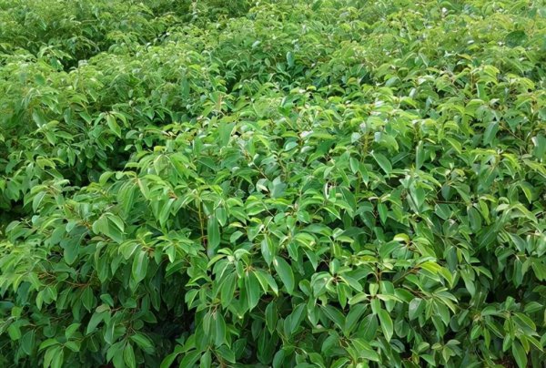 龙脑樟树适合哪些地方种植