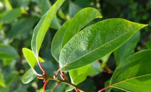 龙脑樟树适合哪些地方种植