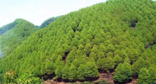 龙脑樟树适合哪些地方种植