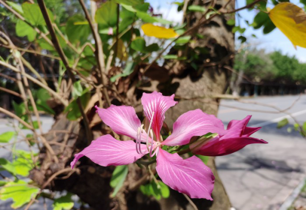 荣耀x10参数配置