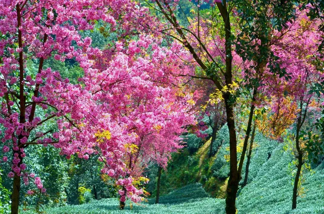 中国11个适合冬季旅游的地方