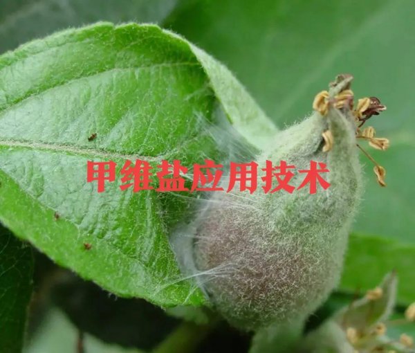 高氯甲维盐治哪些害虫