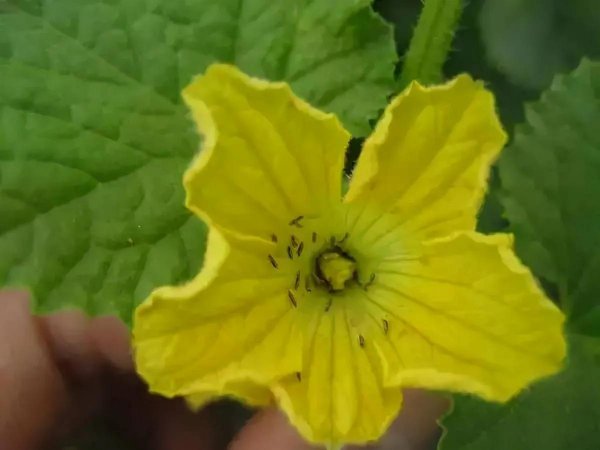 高氯甲维盐治哪些害虫