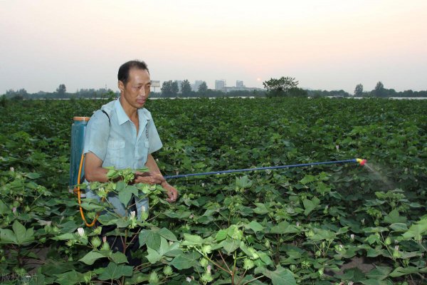高氯甲维盐治哪些害虫