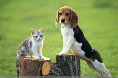 农村谚语男不养猫女不养狗的真正原因 里面深含道理