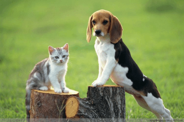 农村谚语男不养猫女不养狗的真正原因