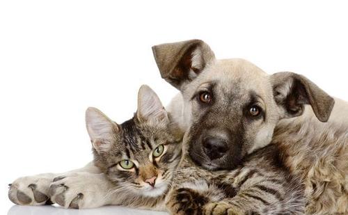 农村谚语男不养猫女不养狗的真正原因