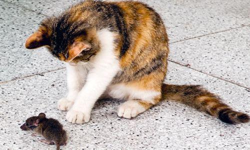 农村谚语男不养猫女不养狗的真正原因