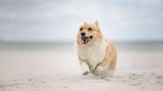 农村谚语男不养猫女不养狗的真正原因